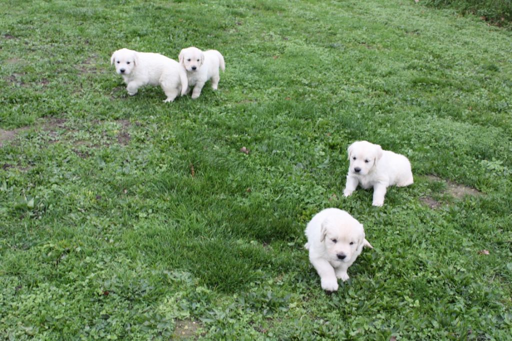 des Anges de l'Aube - Golden Retriever - Portée née le 08/10/2020