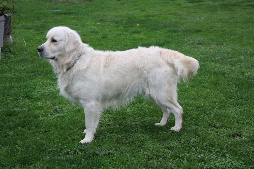 Oby de la foret des princes