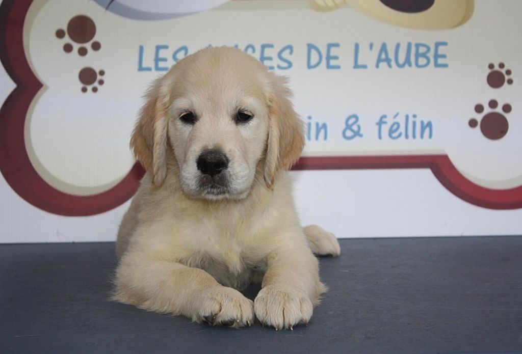 des Anges de l'Aube - Chiots disponibles - Golden Retriever