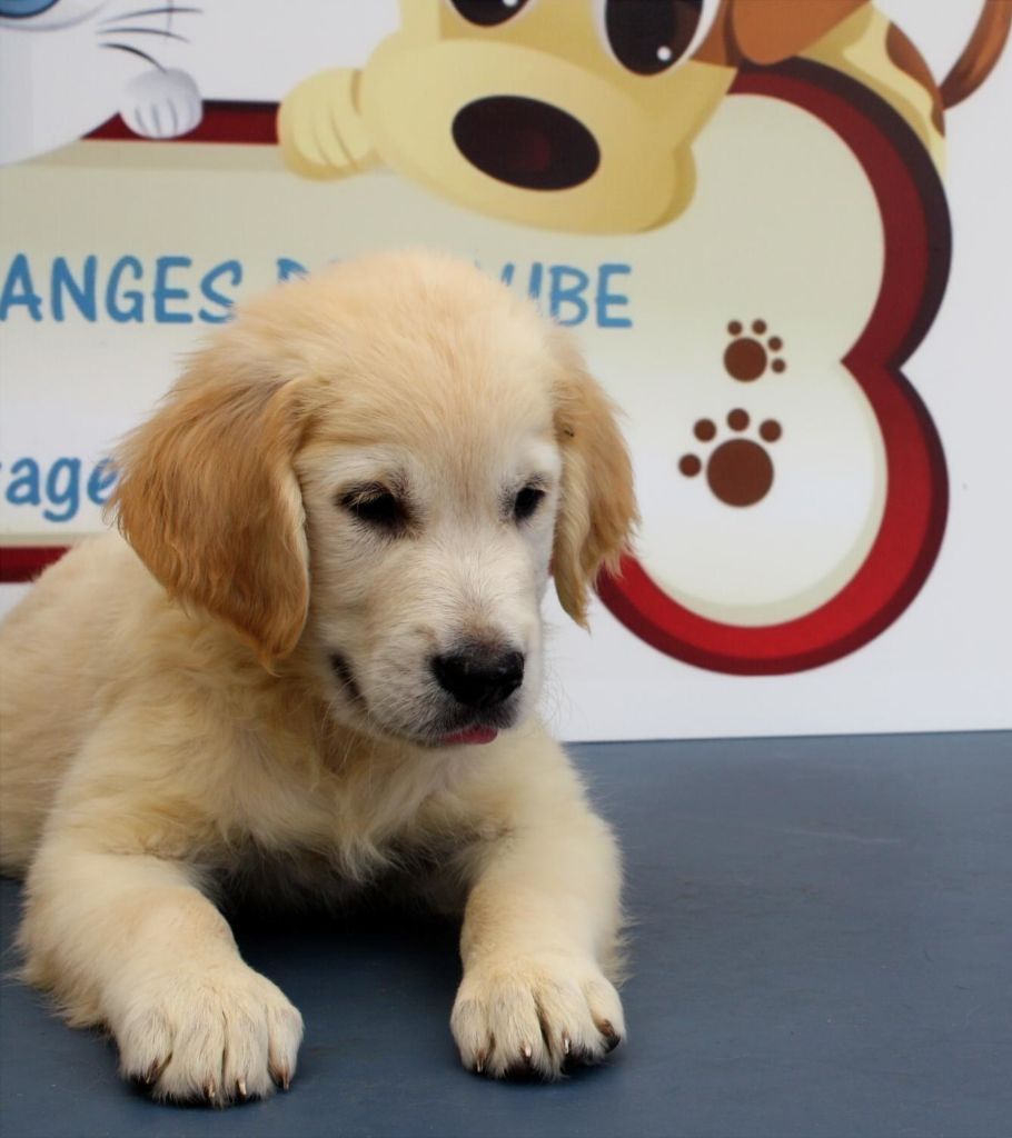 des Anges de l'Aube - Chiots disponibles - Golden Retriever