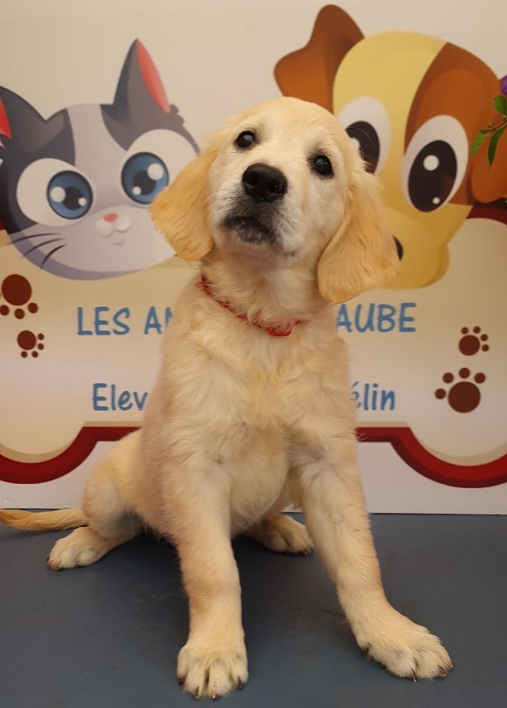 des Anges de l'Aube - Chiots disponibles - Golden Retriever