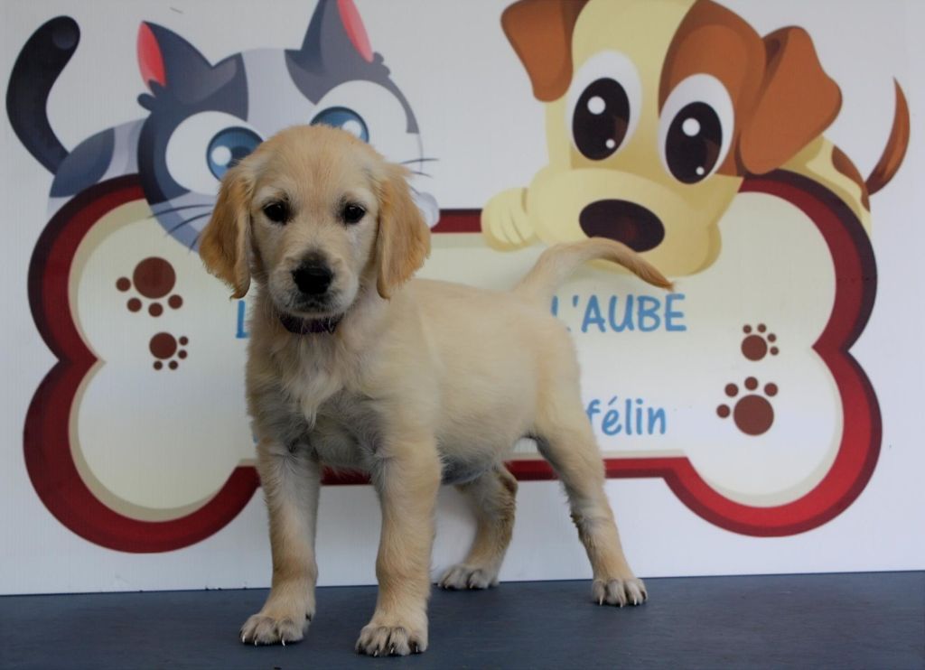 des Anges de l'Aube - Chiots disponibles - Golden Retriever