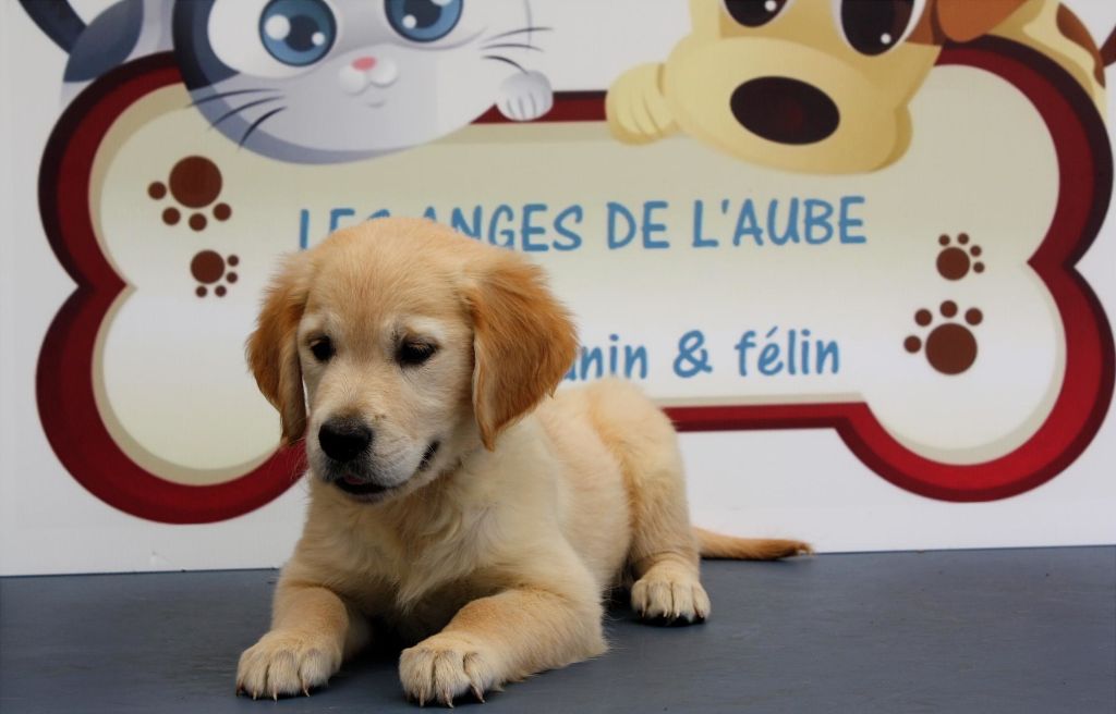 des Anges de l'Aube - Chiots disponibles - Golden Retriever
