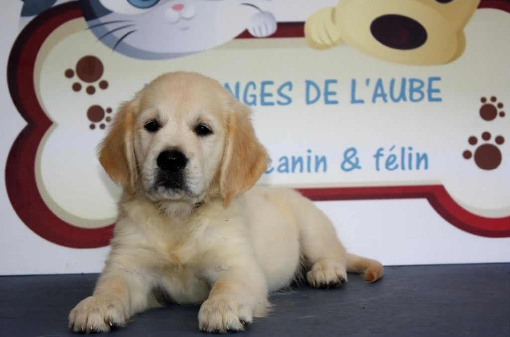 des Anges de l'Aube - Chiots disponibles - Golden Retriever