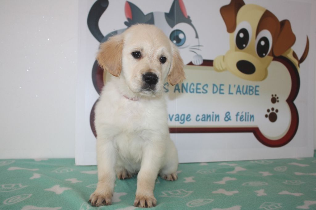 des Anges de l'Aube - Chiots disponibles - Golden Retriever