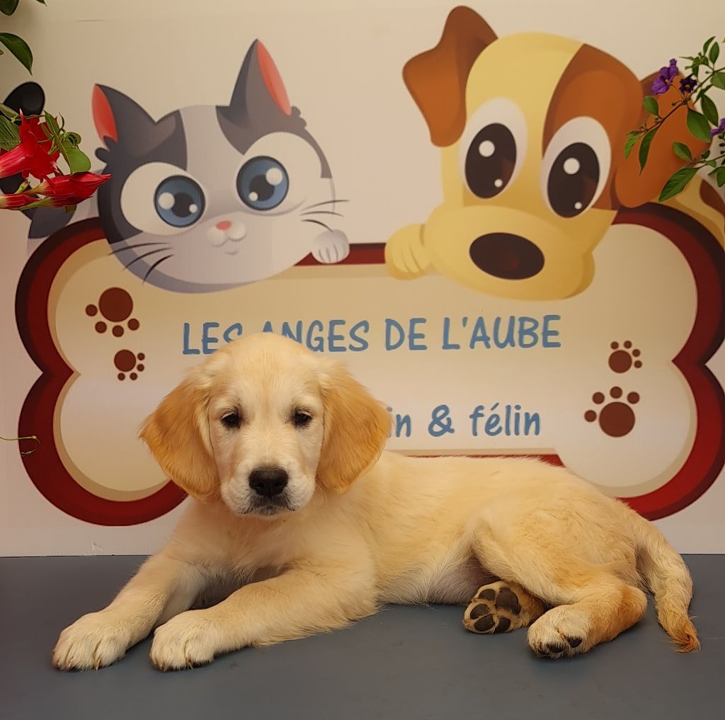 des Anges de l'Aube - Chiots disponibles - Golden Retriever