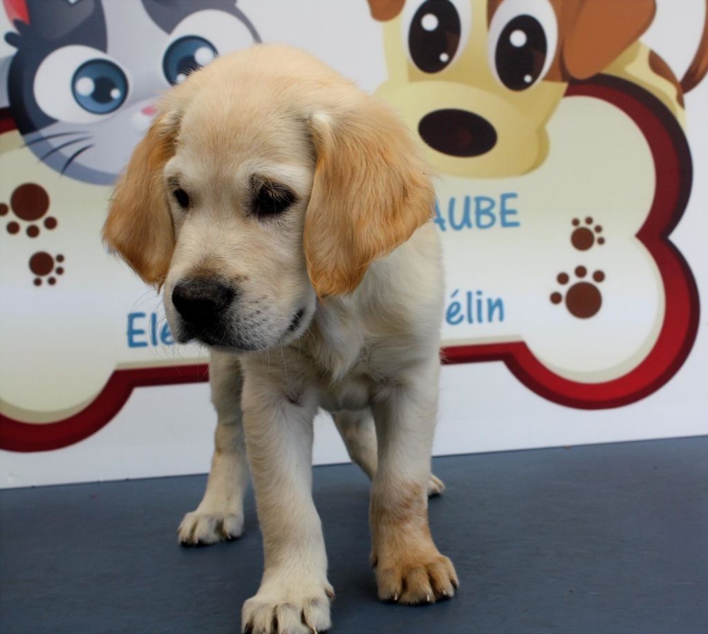 des Anges de l'Aube - Chiots disponibles - Golden Retriever