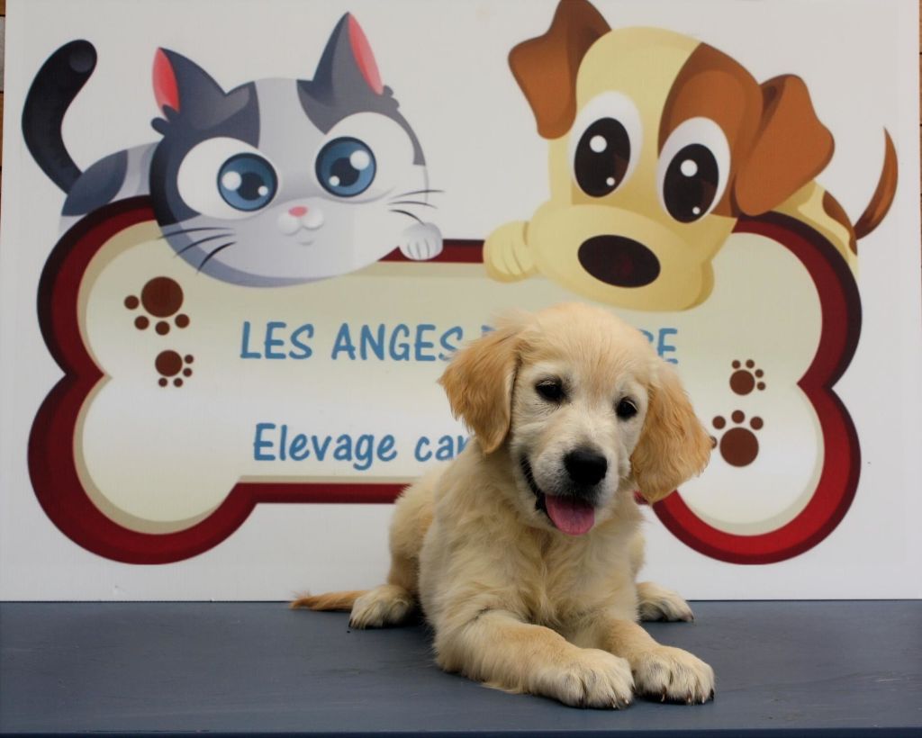 des Anges de l'Aube - Chiots disponibles - Golden Retriever