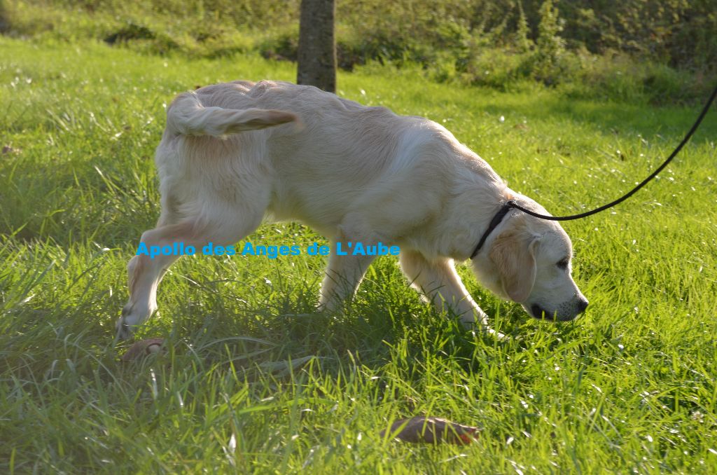 des Anges de l'Aube - Chiots disponibles - Golden Retriever