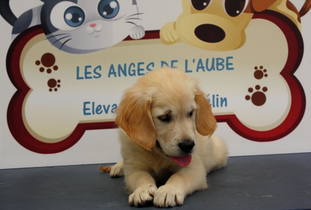 des Anges de l'Aube - Chiots disponibles - Golden Retriever