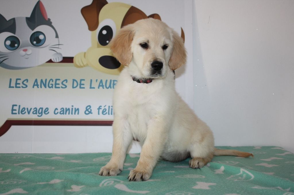 des Anges de l'Aube - Chiots disponibles - Golden Retriever