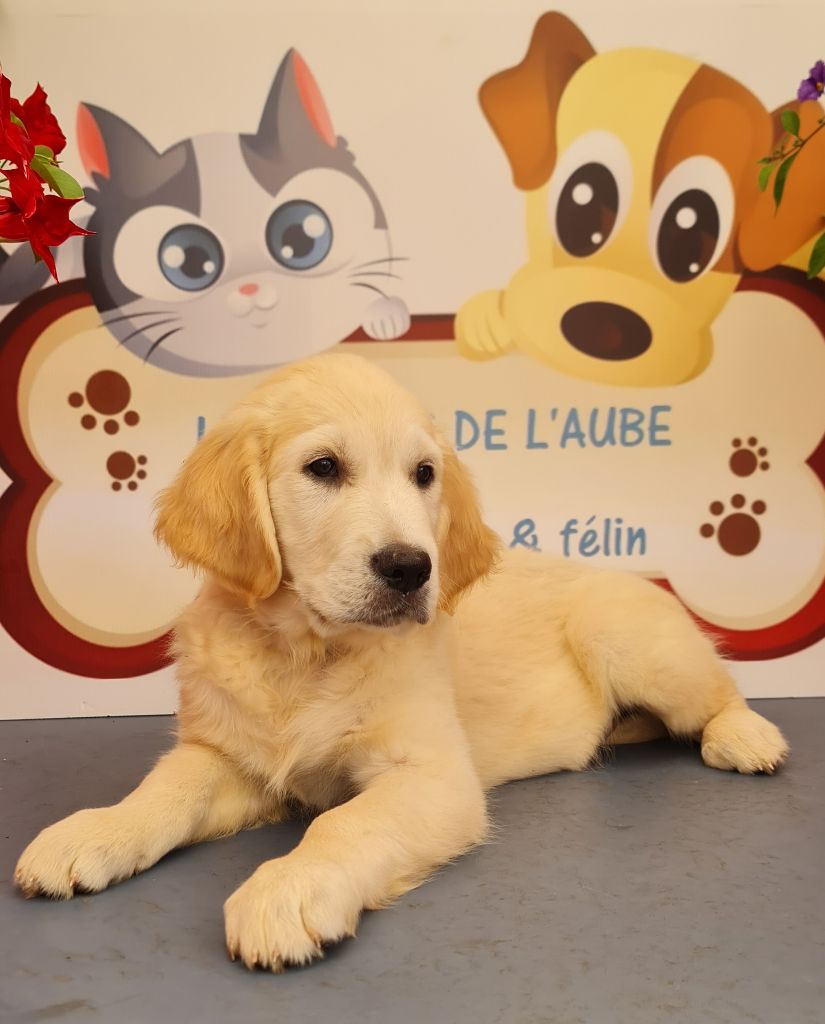 des Anges de l'Aube - Chiots disponibles - Golden Retriever