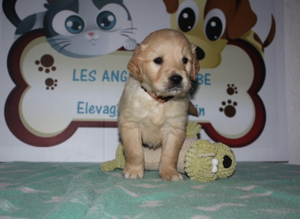 des Anges de l'Aube - Golden Retriever - Portée née le 14/10/2020