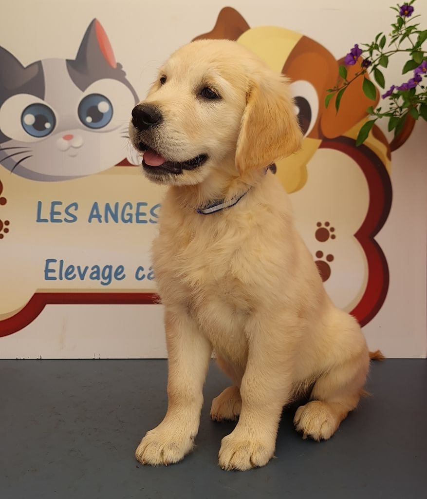 des Anges de l'Aube - Chiots disponibles - Golden Retriever